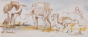 Camels